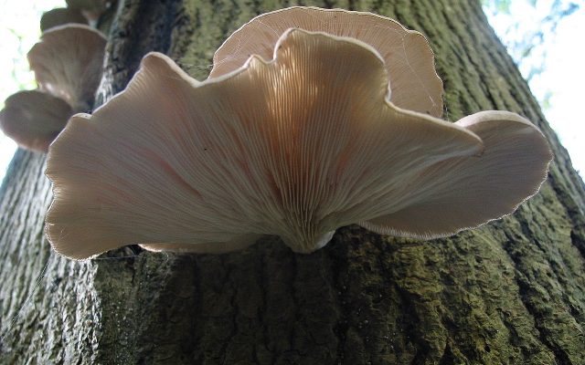 Pearl Oyster Mushroom reference