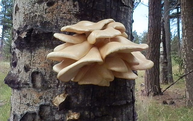 Aspen Oyster Mushroom reference