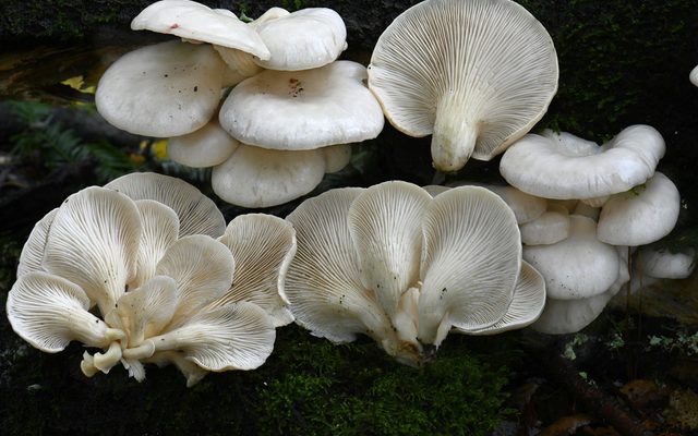 Indian Oyster Mushroom reference