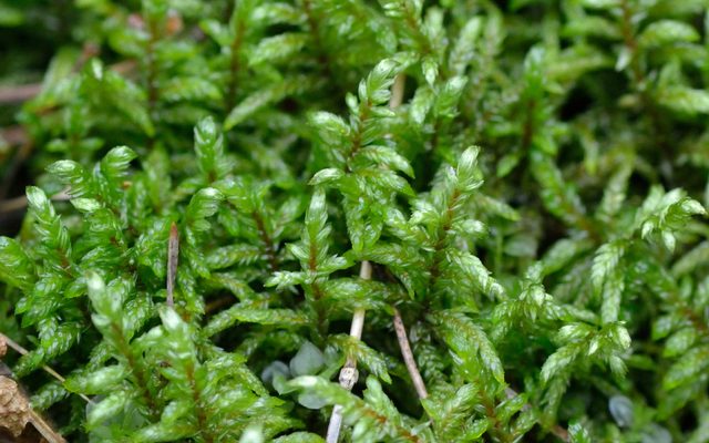 Red-stemmed Feather Moss reference
