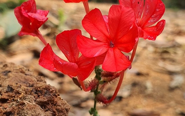 Red Leadwort reference