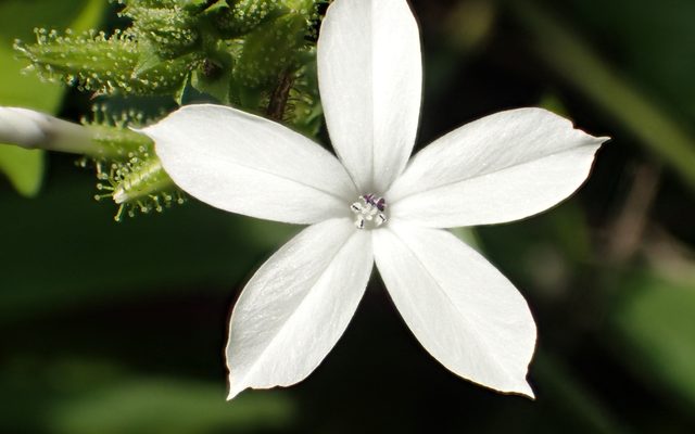 Ceylon Leadwort reference