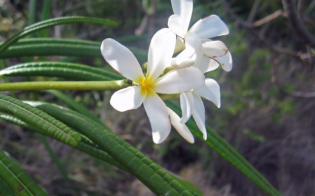 White Frangipani reference