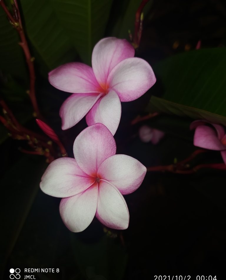 Plumeria rubra reference
