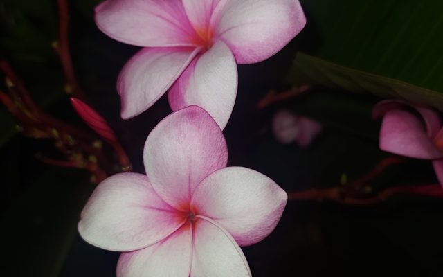 Frangipani reference