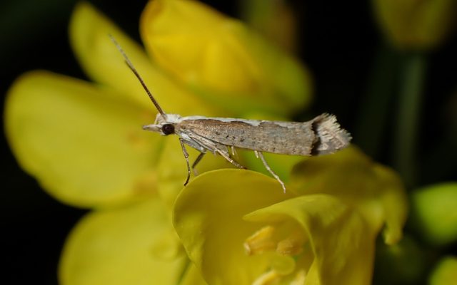 Diamondback Moth reference