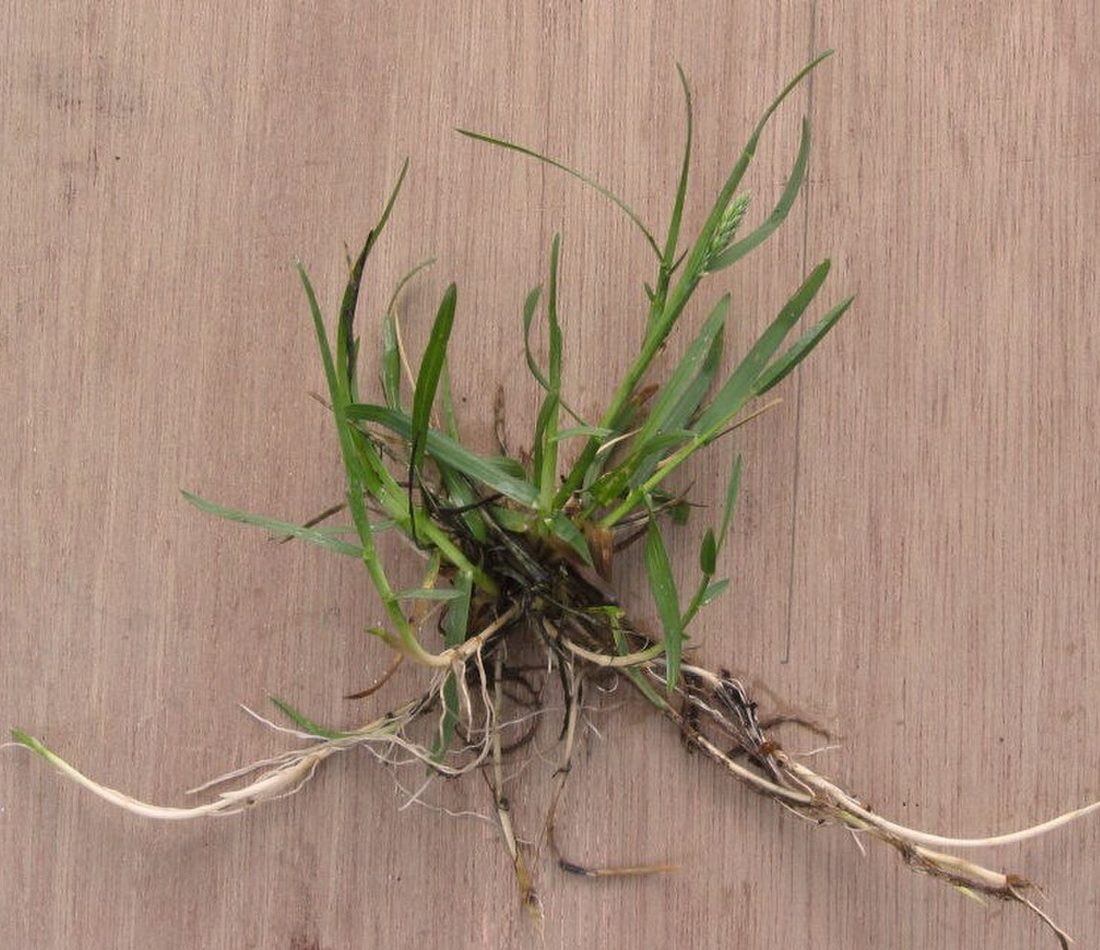 Smooth Meadow-grass reference
