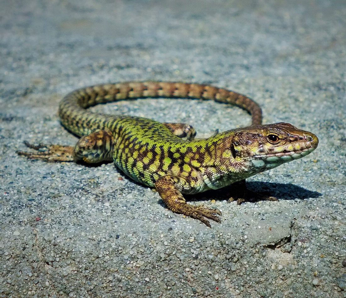 Common Wall Lizard reference