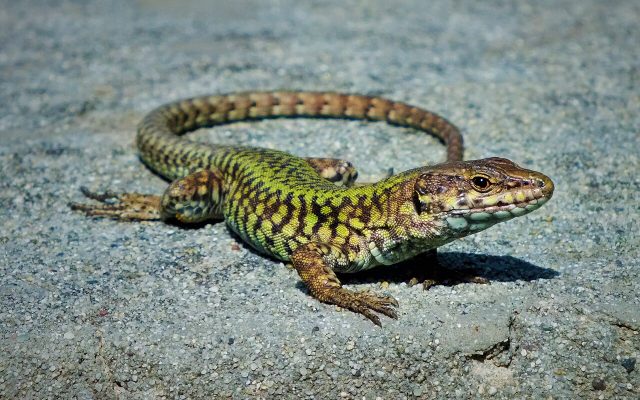 Common Wall Lizard reference