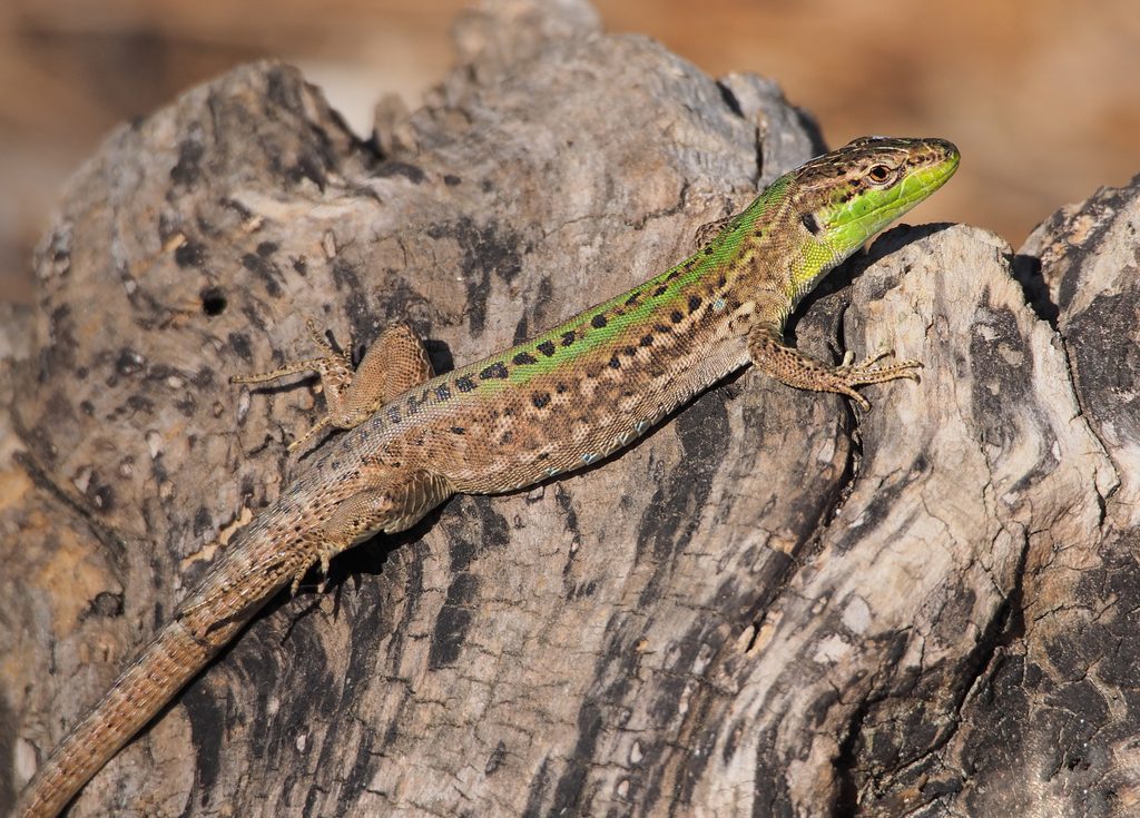 Italian Wall Lizard reference