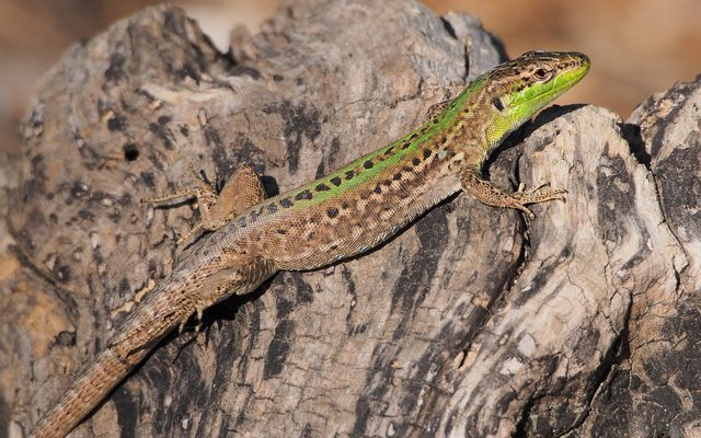 Italian Wall Lizard reference
