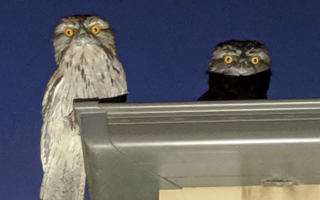 Tawny Frogmouth reference