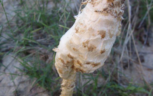 Desert Shaggy Mane reference
