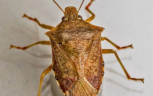 Spined Soldier Bug reference