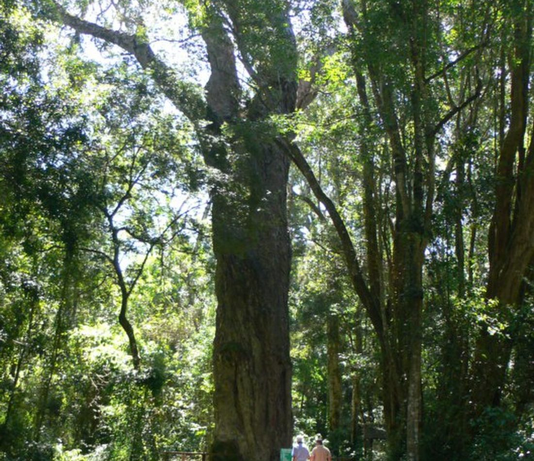 East African Yellowwood reference