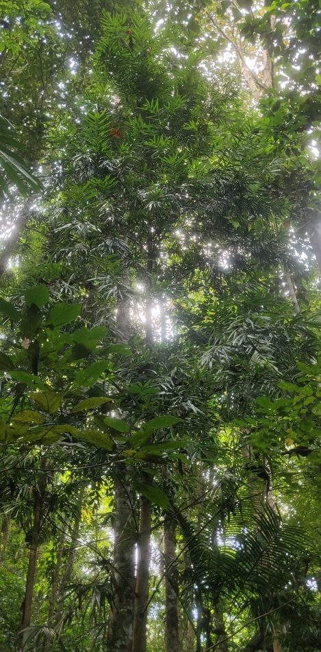 Ceylon Kauri reference