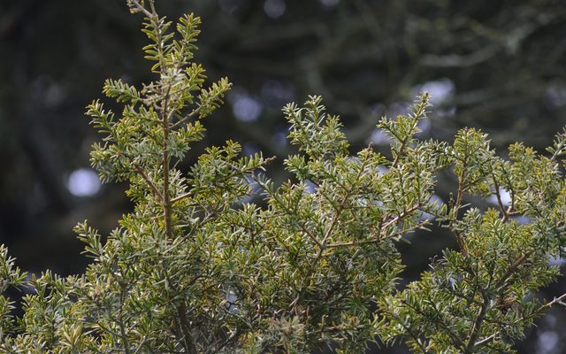 Totara reference