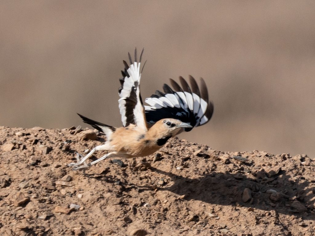 Iranian Ground-Jay reference