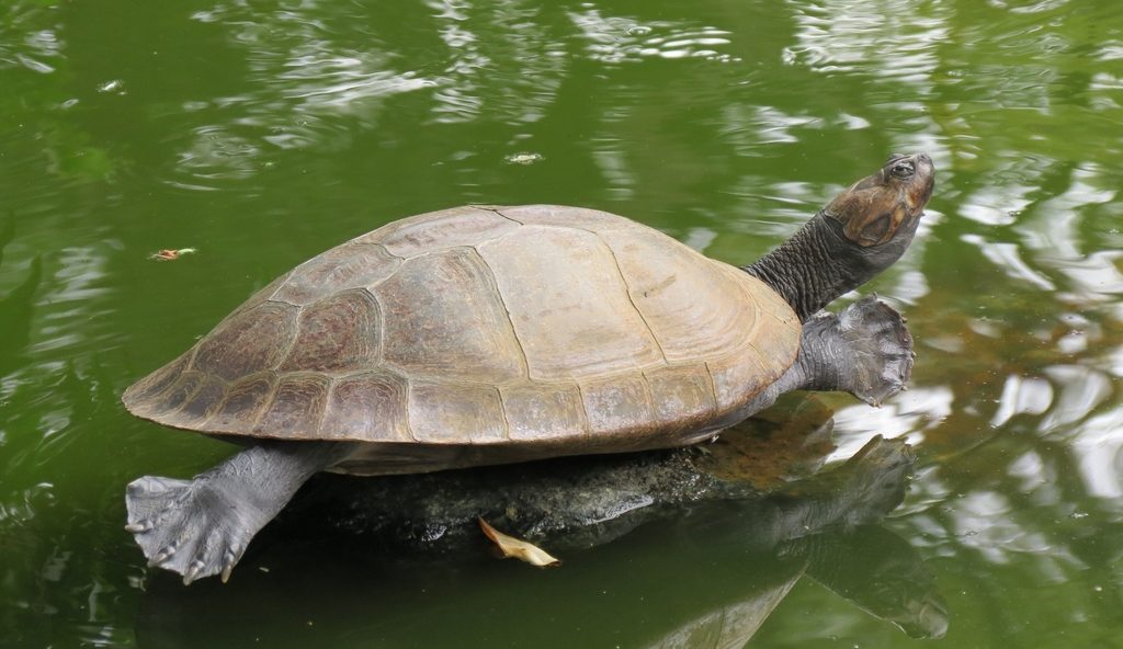 Magdalena River Turtle reference