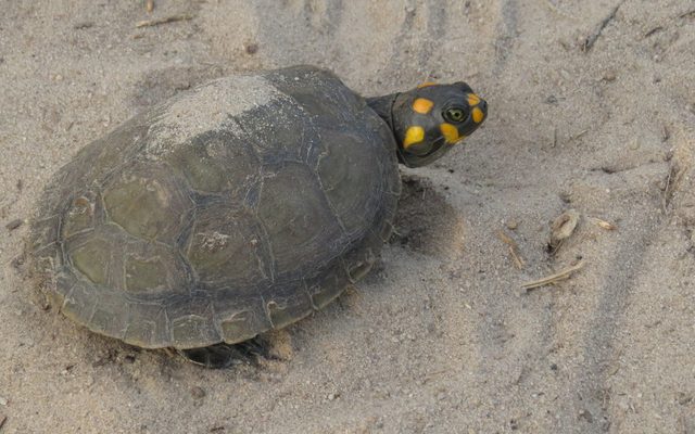Yellow-spotted River Turtle reference