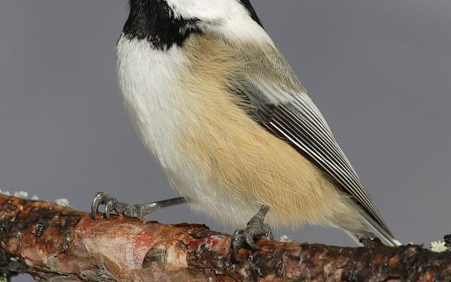 Black-capped Chickadee reference