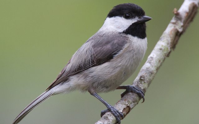 Carolina Chickadee reference