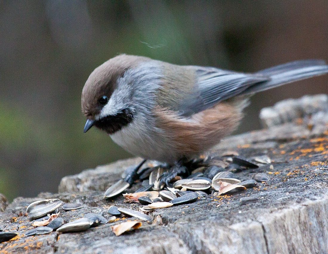 Boreal Chickadee reference