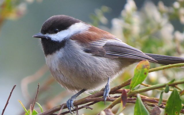 Chestnut-backed Chickadee reference