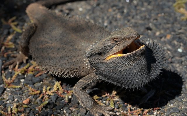 Eastern Bearded Dragon reference