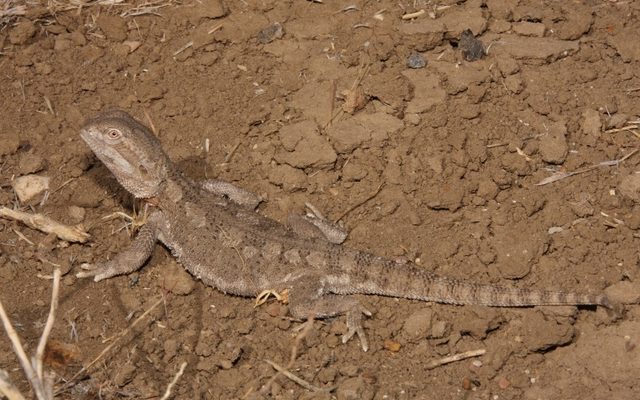 Pygmy Bearded Dragon reference
