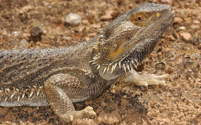 Central Bearded Dragon reference