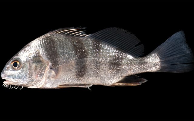 Black Drum reference