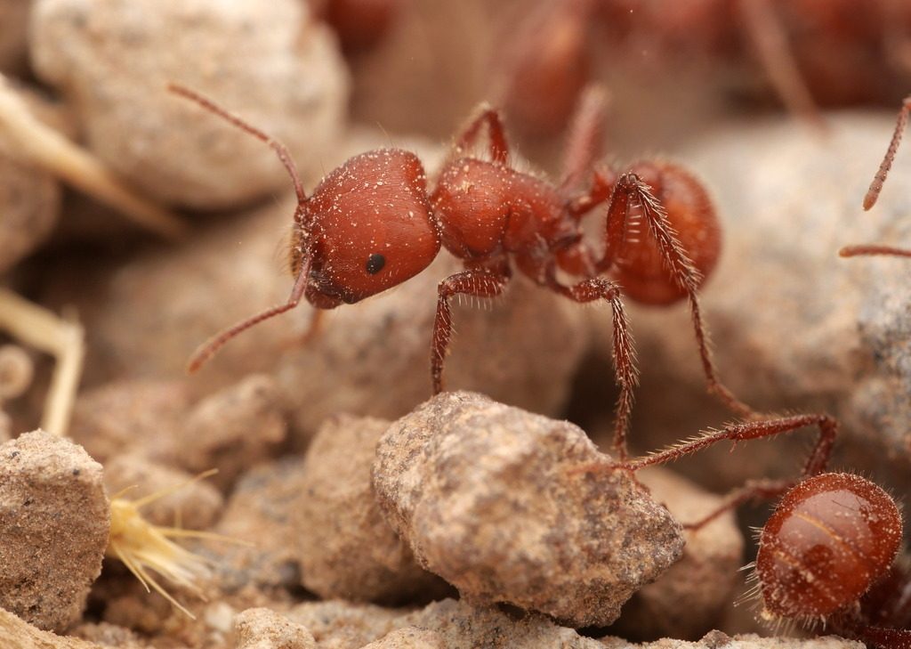 Red Harvester Ant reference