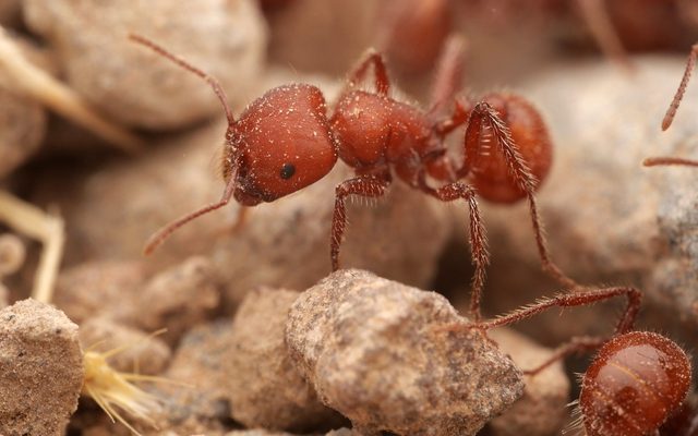 Red Harvester Ant reference