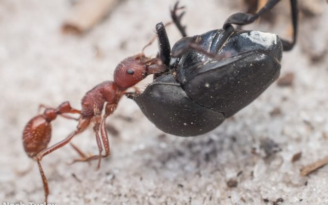 California Harvester Ant reference