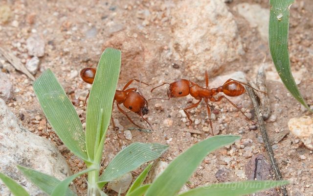 Maricopa Harvester Ant reference