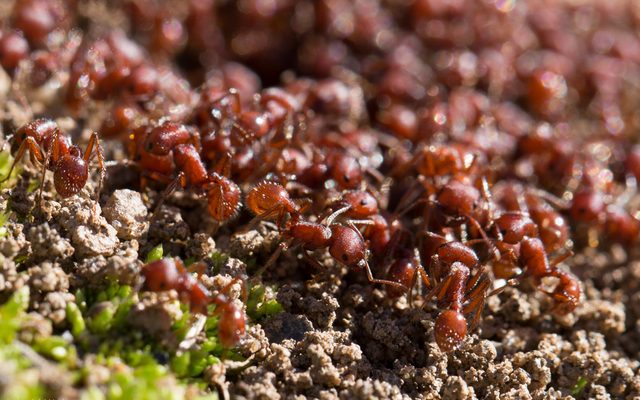 Western Harvester Ant reference