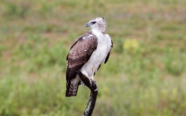 Martial Eagle reference