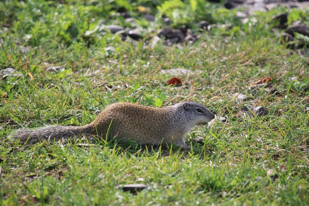 Franklin's Ground Squirrel reference