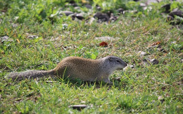Franklin's Ground Squirrel reference