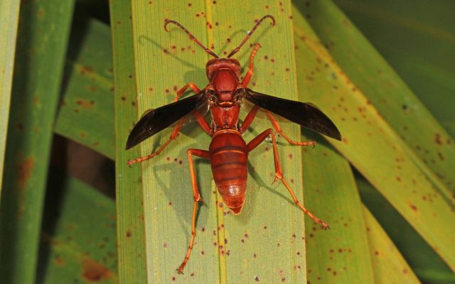 Red Paper Wasp reference