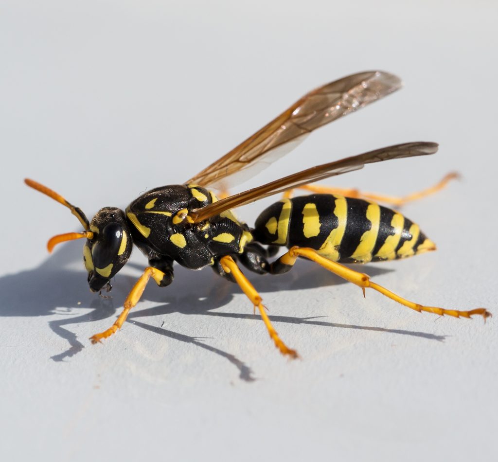 Polistes dominula reference