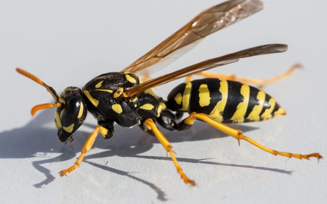 Paper Wasp reference