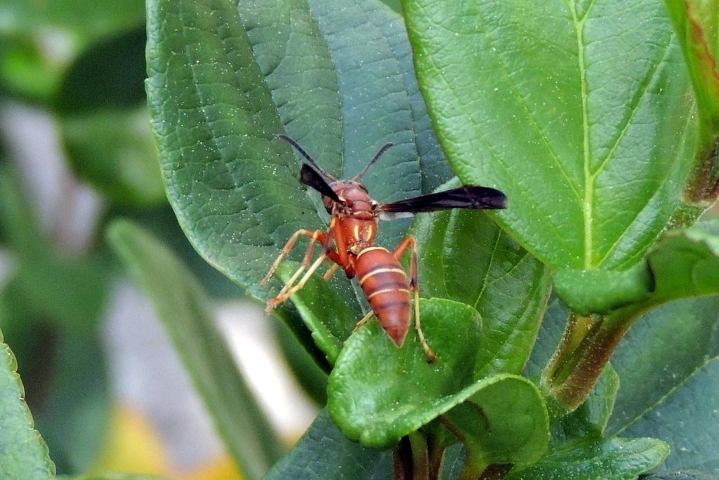 Northern Paper Wasp reference