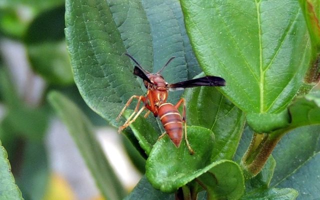 Northern Paper Wasp reference