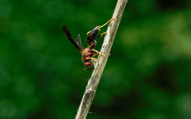 Metric Paper Wasp reference