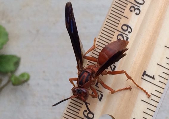 Coarse-backed Red Paper Wasp reference