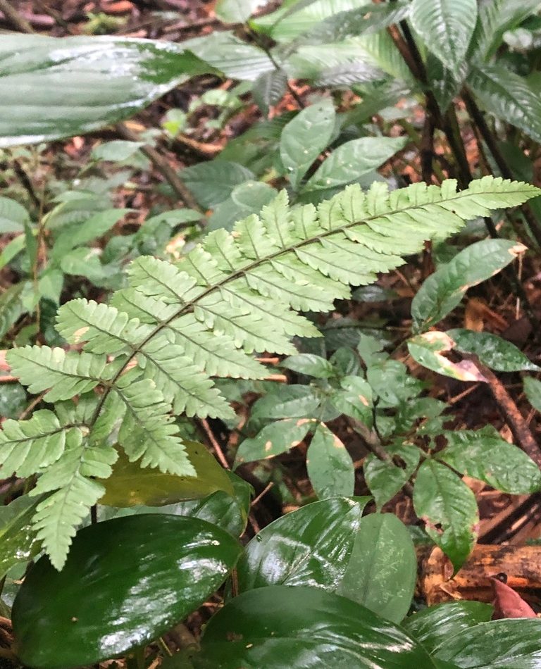 Climbing Fern reference