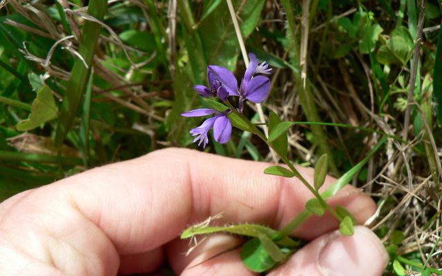 Common Milkwort reference