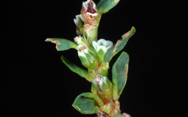 Prostrate Knotweed reference